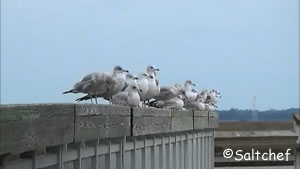 Resting gulls on the pier rail resting gulls on marshes of glynn pier
